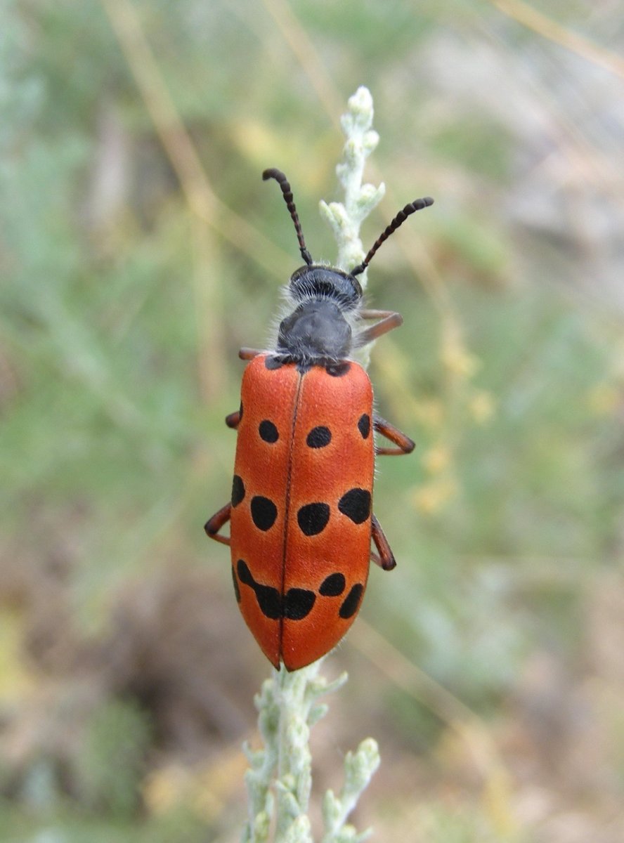 Жук нарывник изменчивый