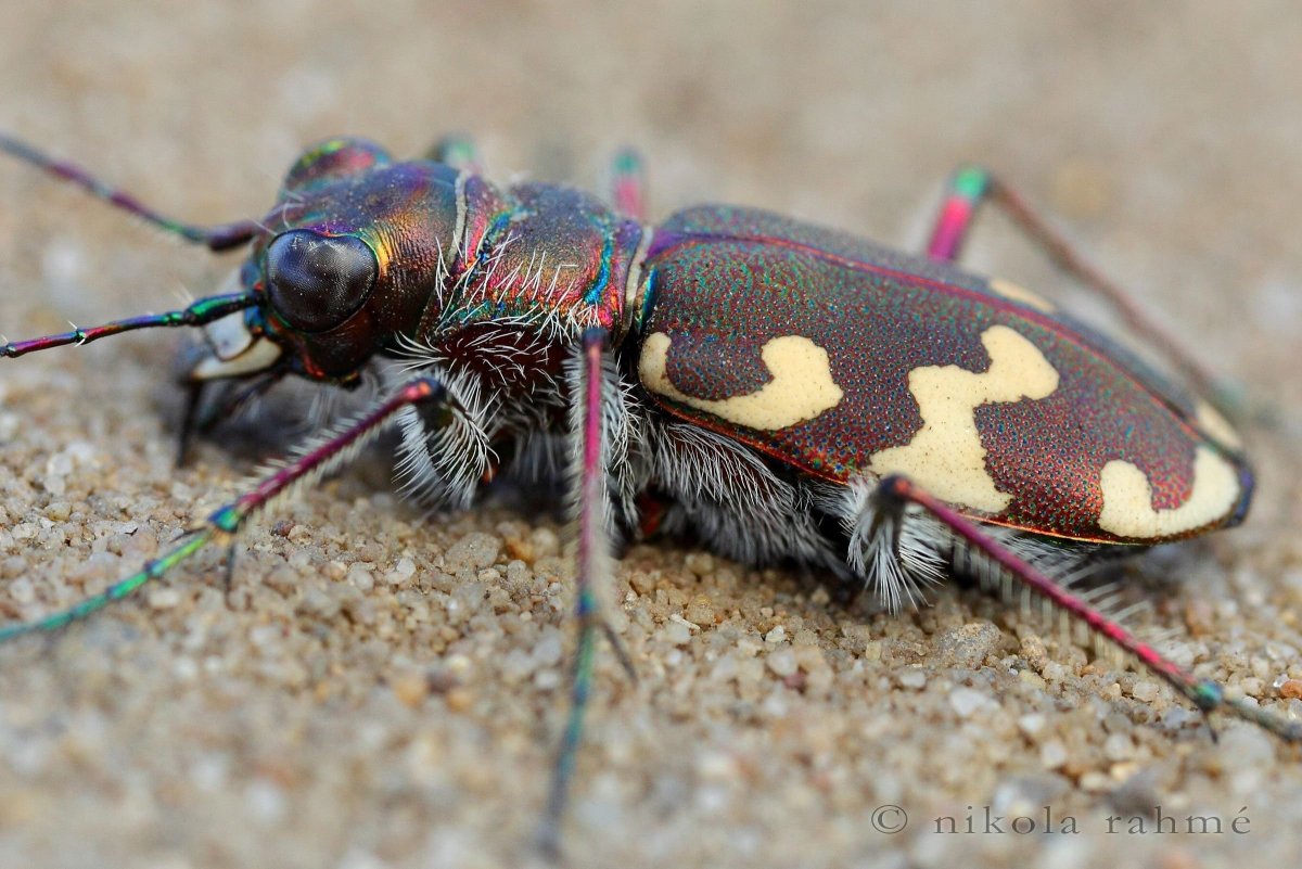 Жук пискунчик