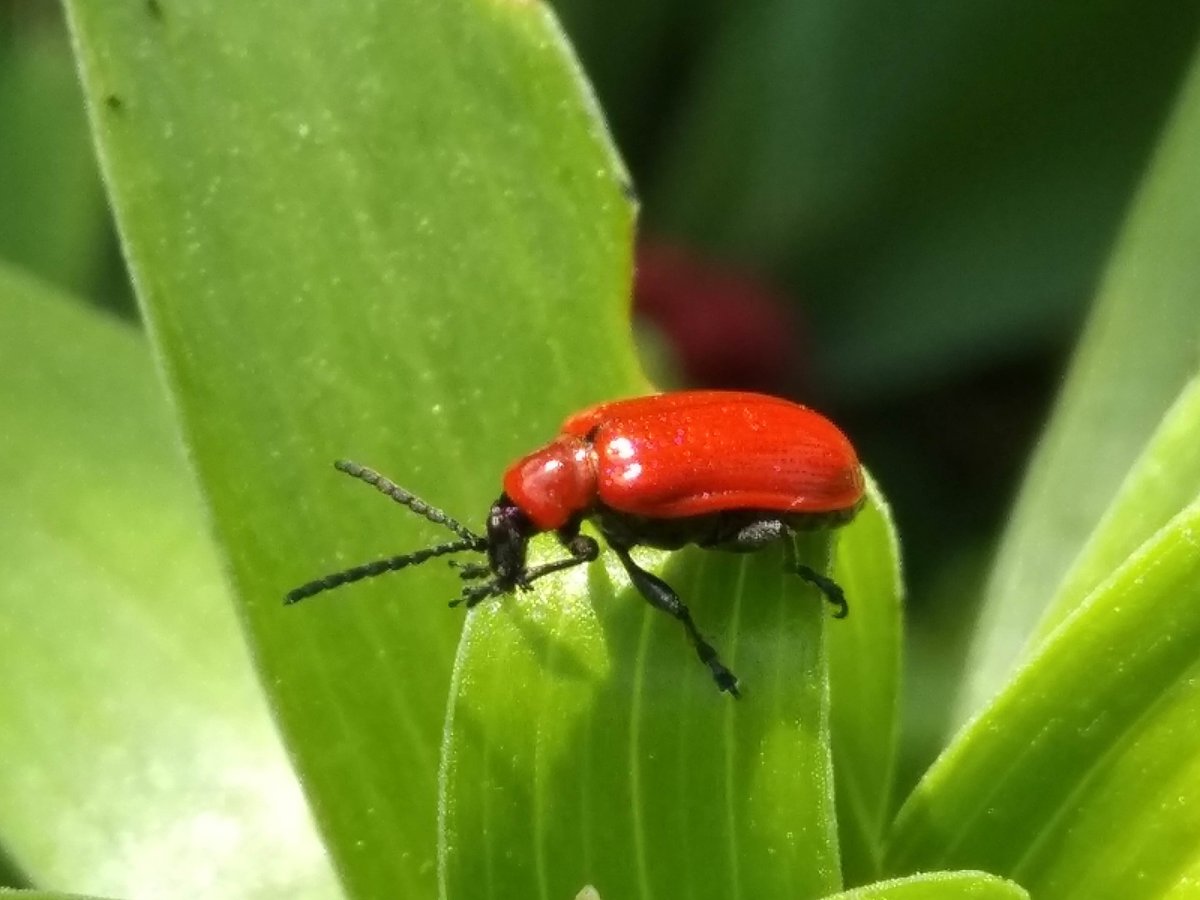 Жук трещалка