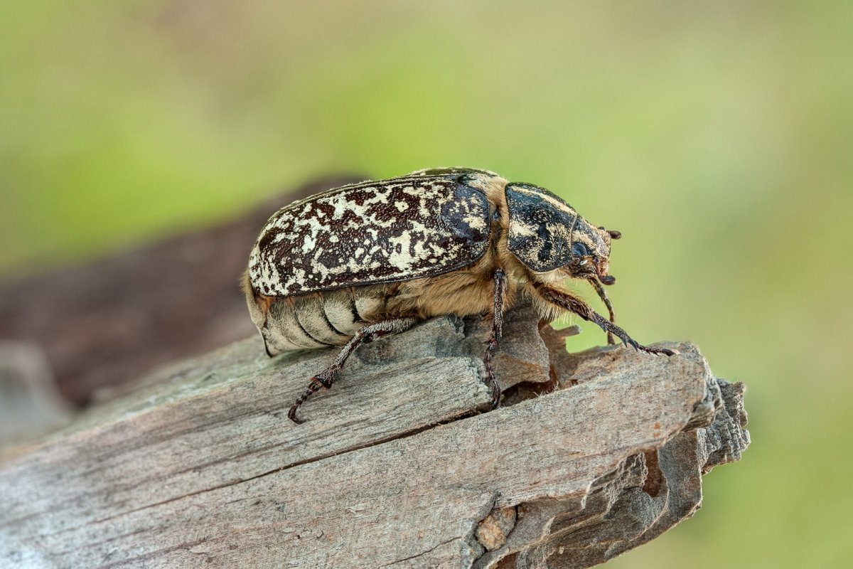 Мраморный хрущ Жук