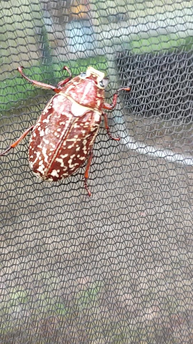 Мраморный Жук Пискун