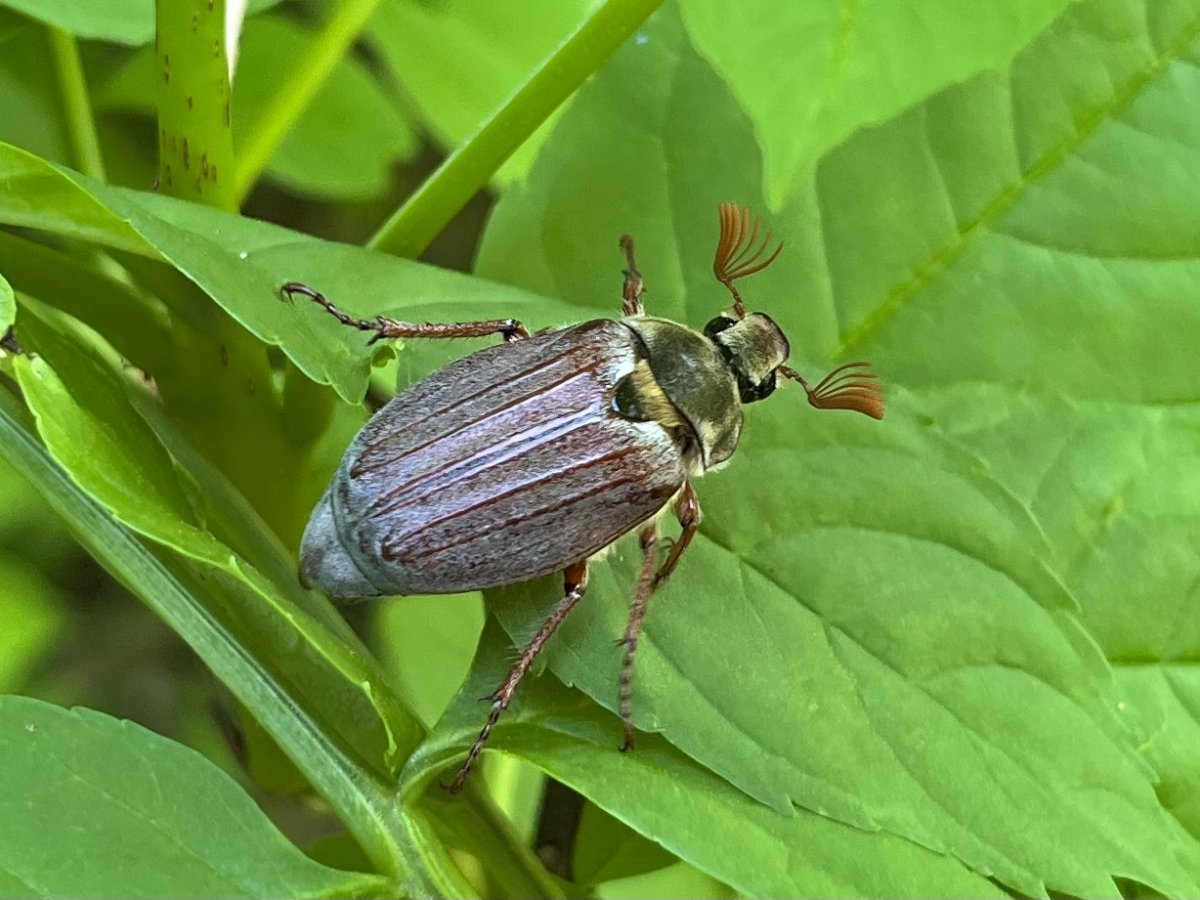 Жук пикабу фото