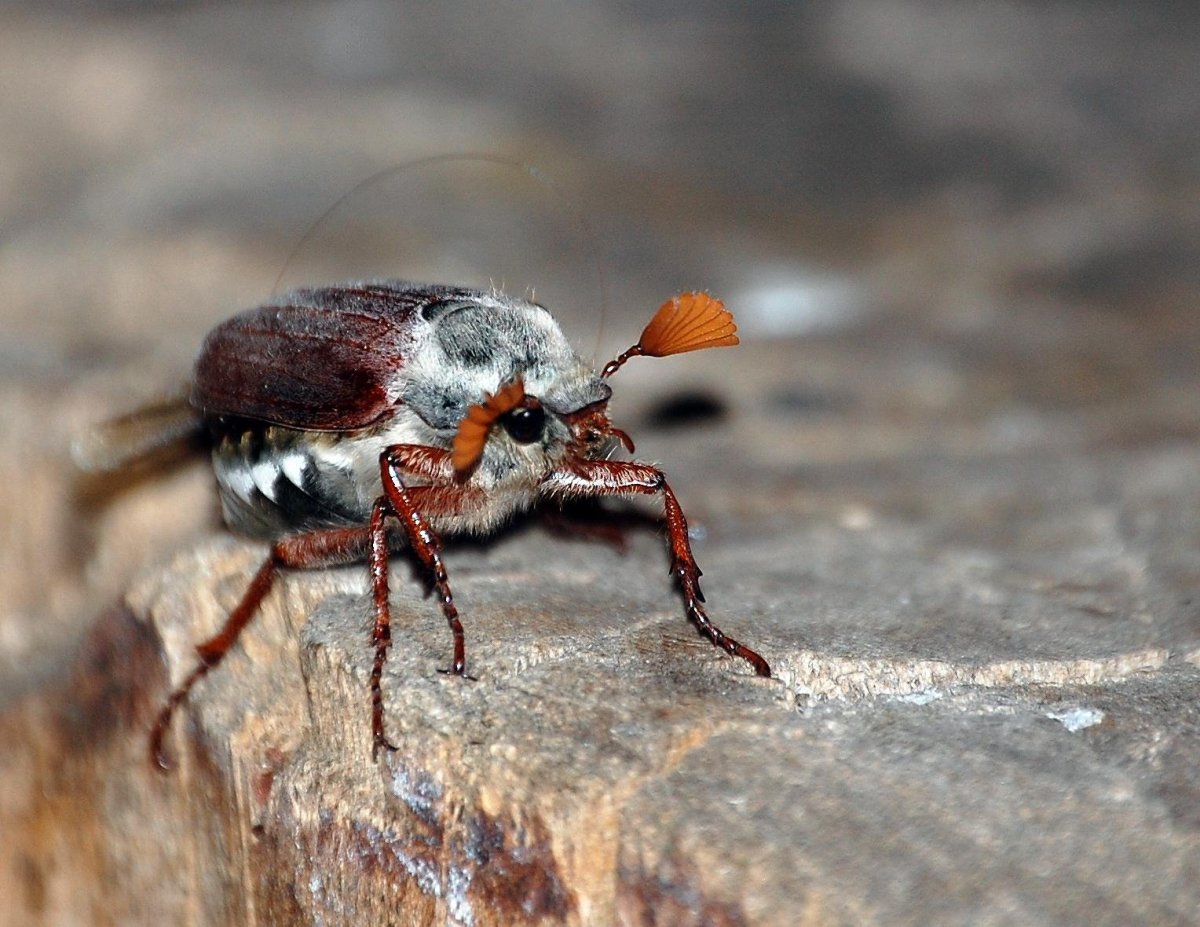 Жук пискунчик