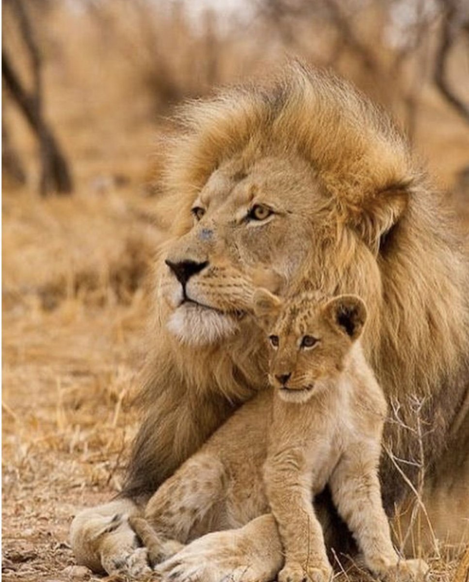 Лев львица и Львенок
