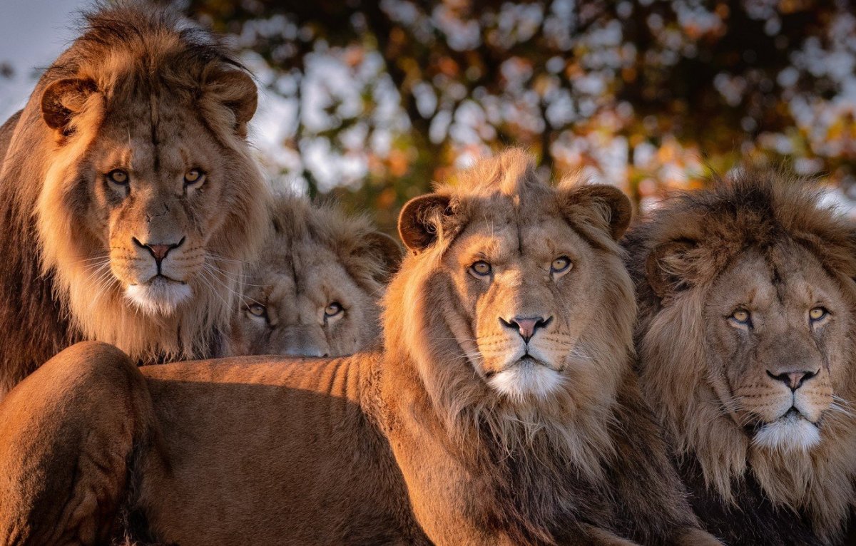Прайд Львов обои
