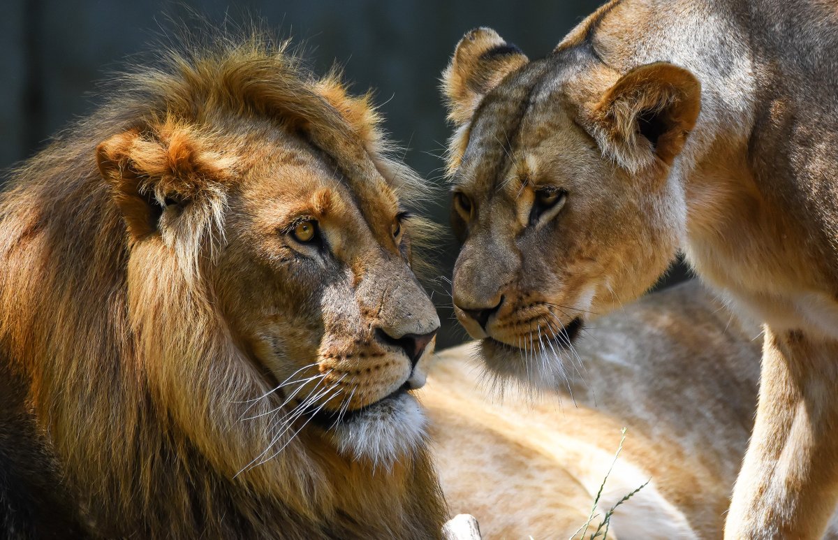 Лев и львица отношения