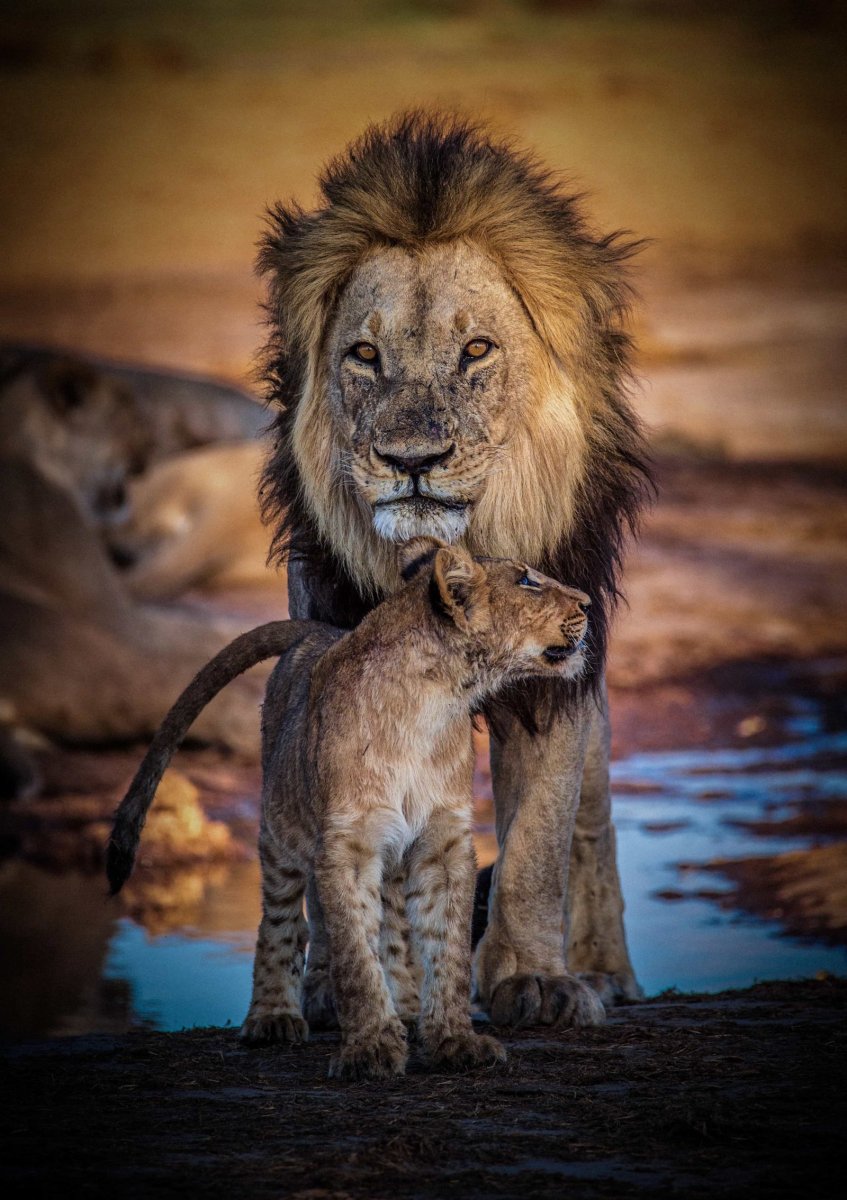 Красивый Лев с семьей