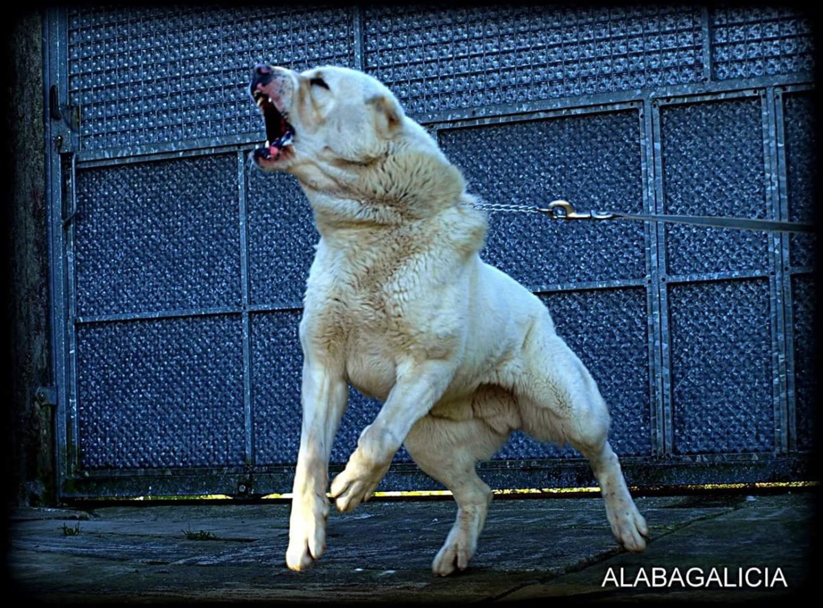 Алабай злой