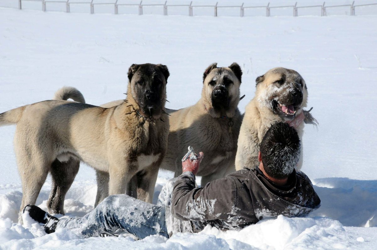 Kangal Running