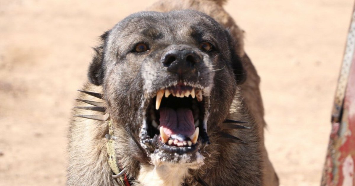 Волкодав собака против волка