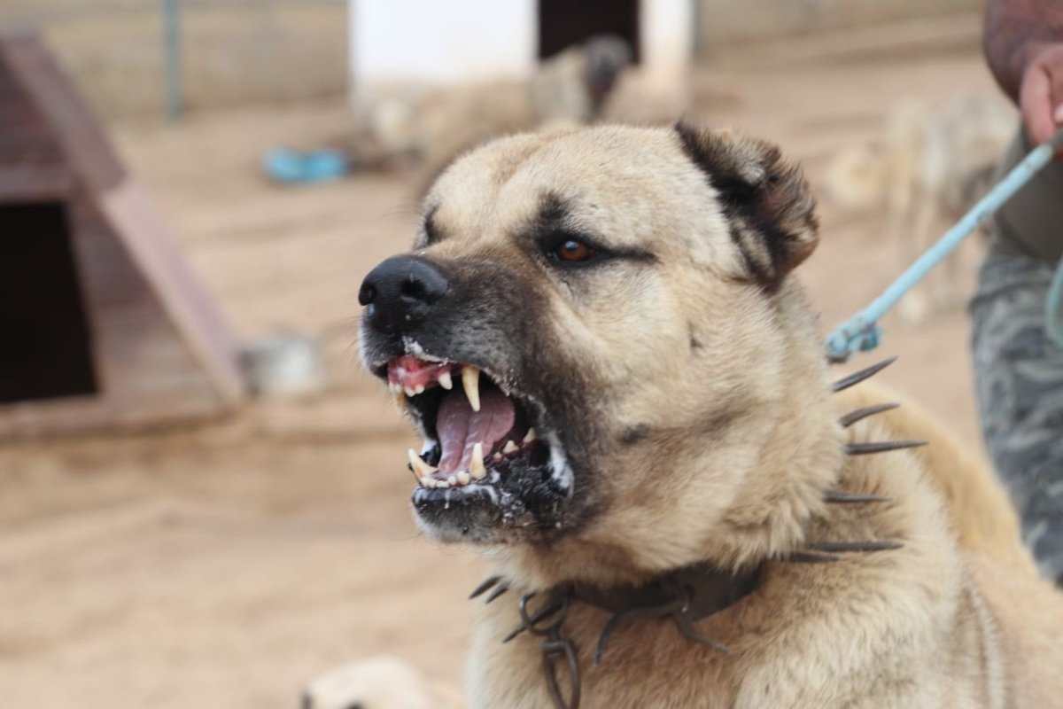 Турецкий кангал злой