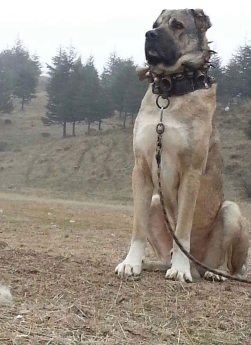 Самая большая собака турецкий кангал