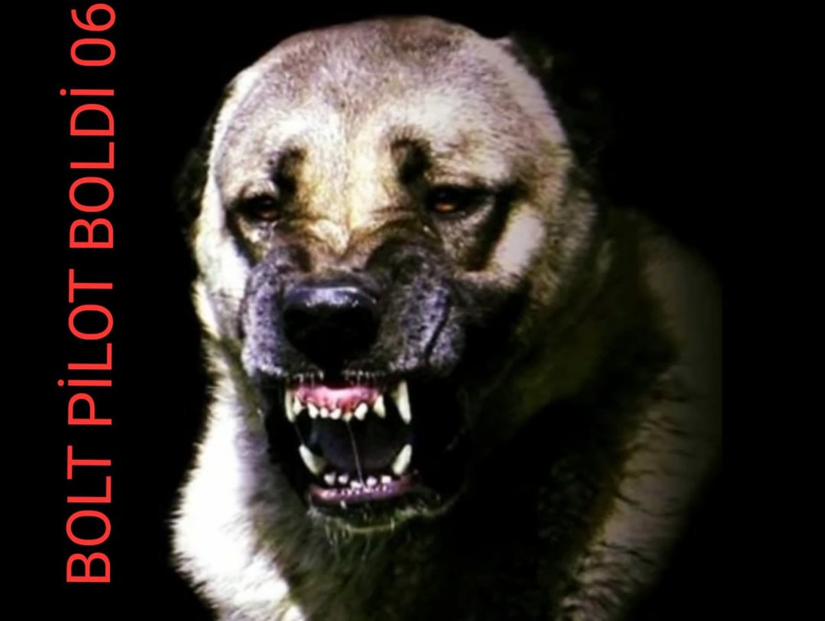 Турецкий кангал злой