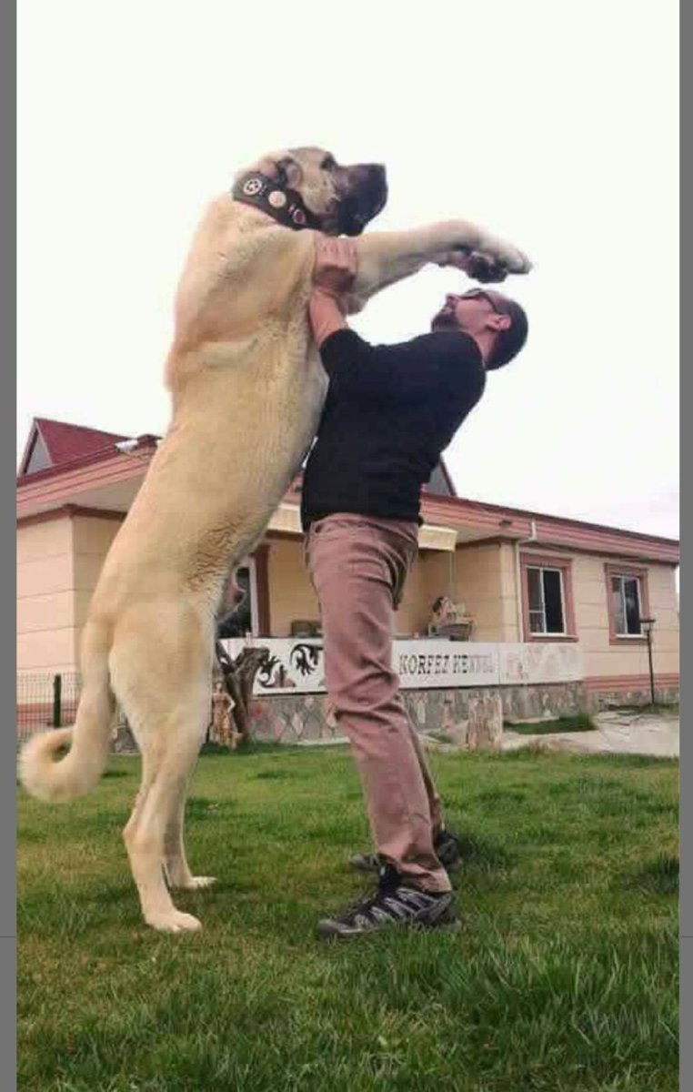 Кангал и алабай