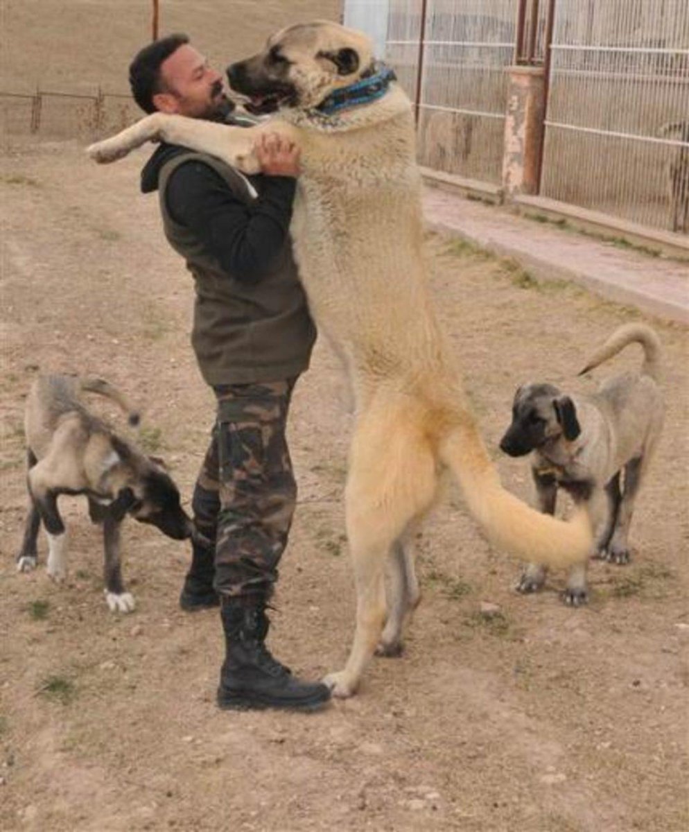 Кангал ЖАНГЛАРИ