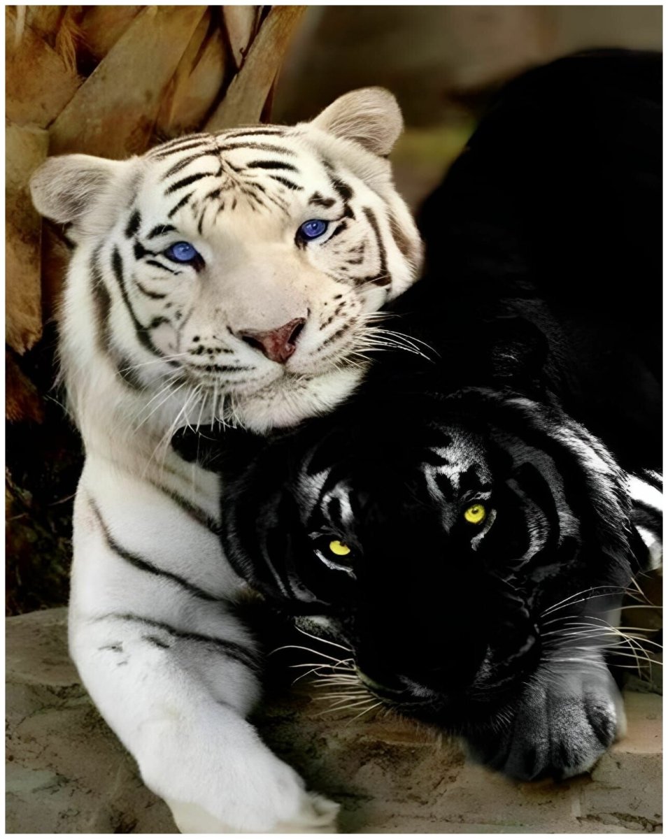 Черные тигры порода