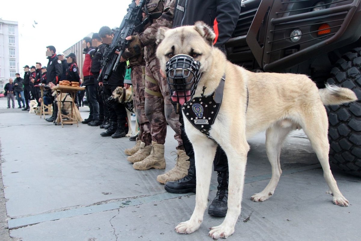 Полицейский кангал фото турецкая полиция