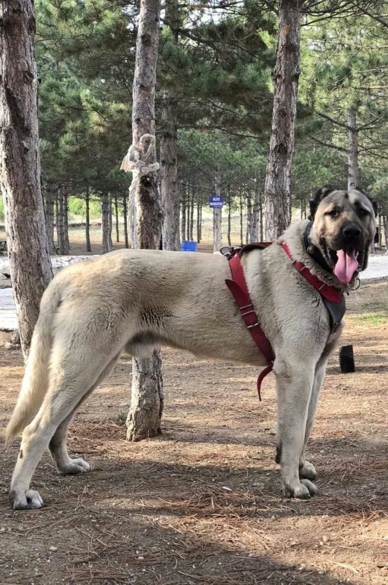 Немецкий дог и кангал