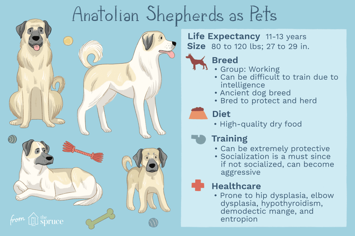 Anatolian Sheepdog Breed Color catalog