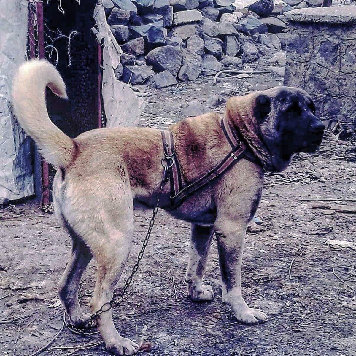 Сараби собаки