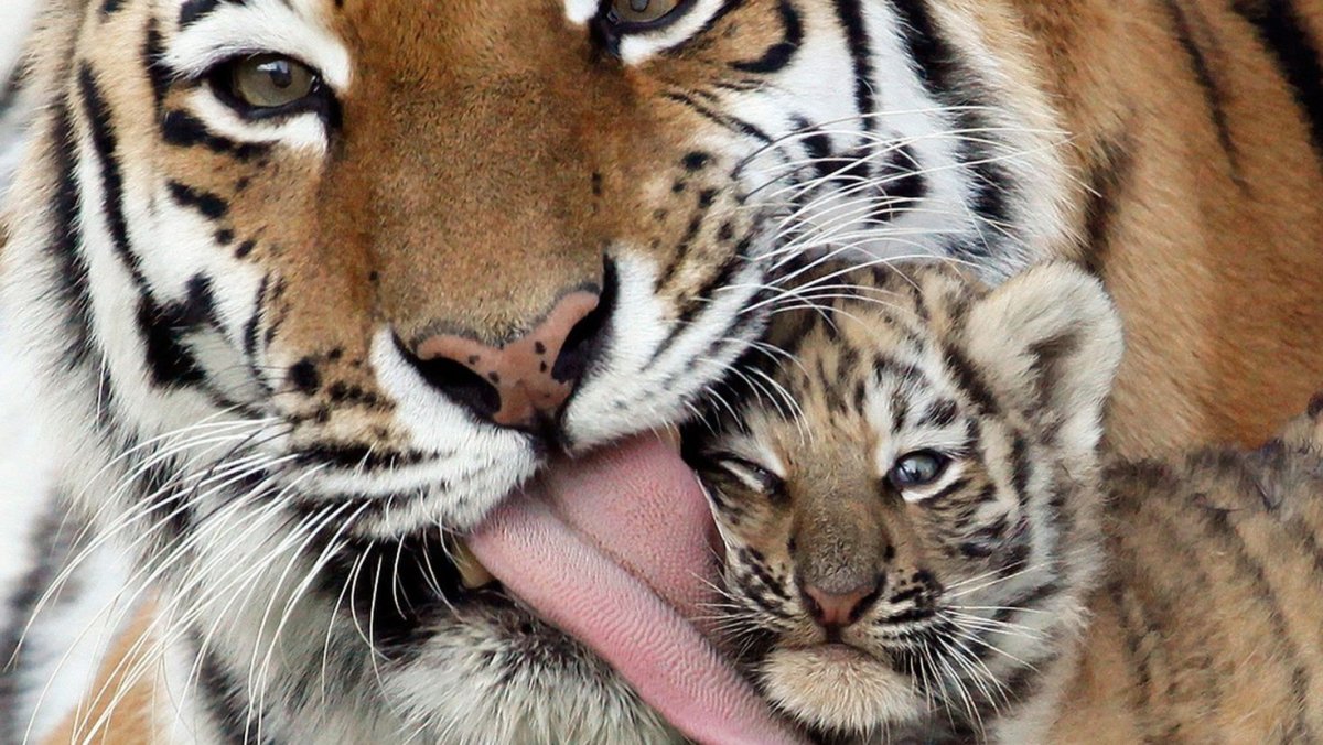 Тигр облизывается
