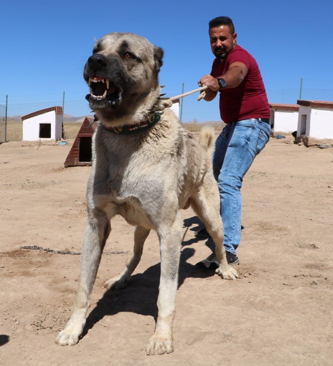 Курдский кангал