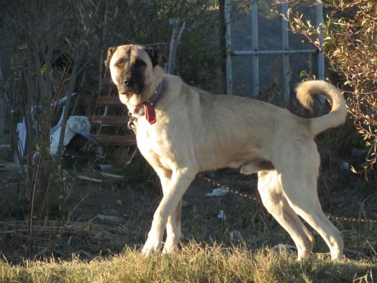 Кафкас в кангал