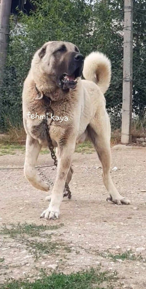 Туркменский алабай кангал