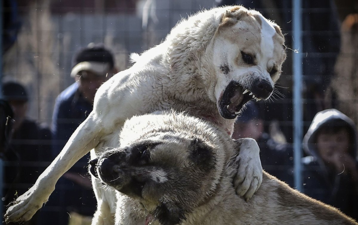 Армянский волкодав против волка