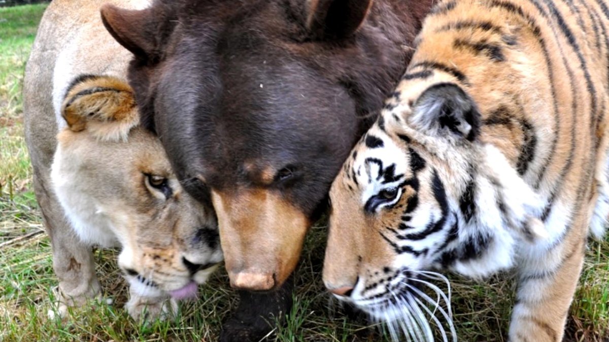 Тигр и кабан Дружба