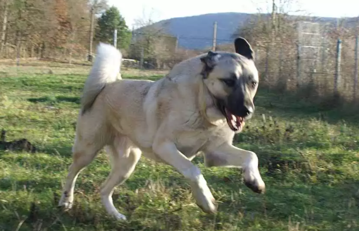 Щенки кангала