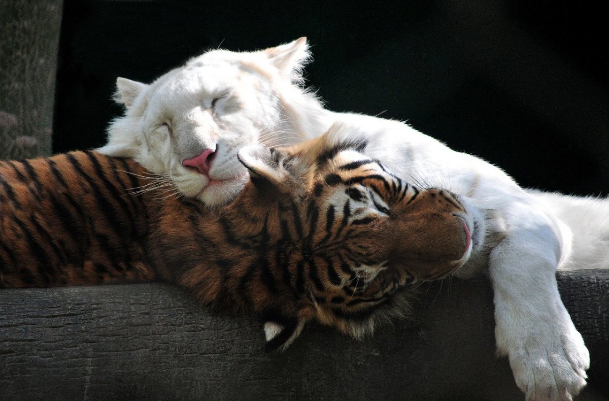 Лев тигрица Тигрёнок