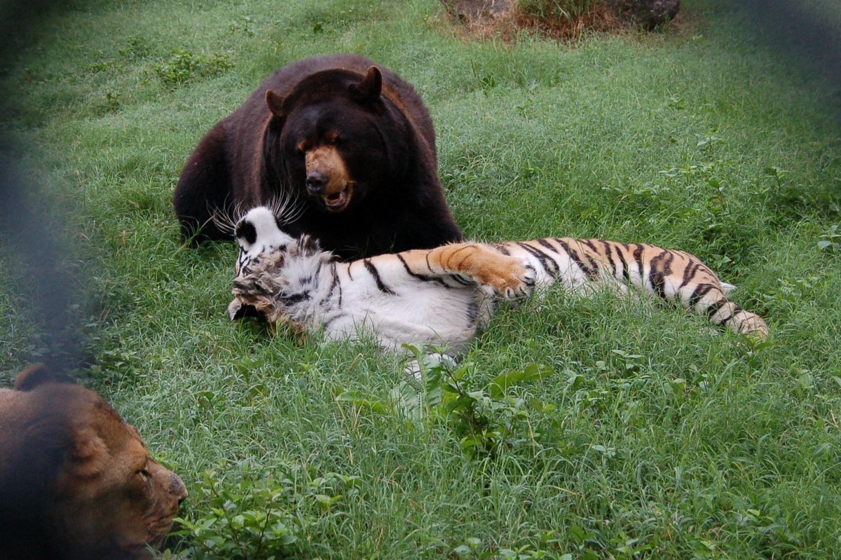Лев и медведь