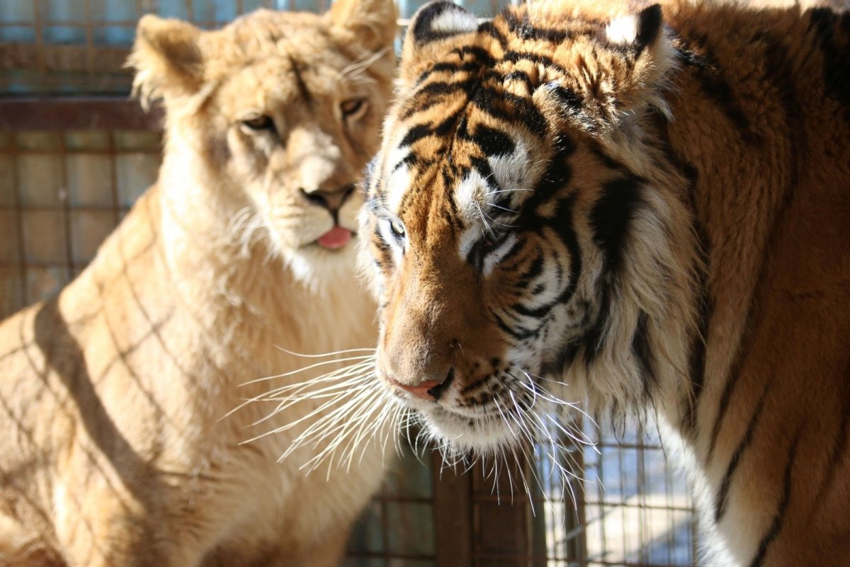 Лев и львица тигрята