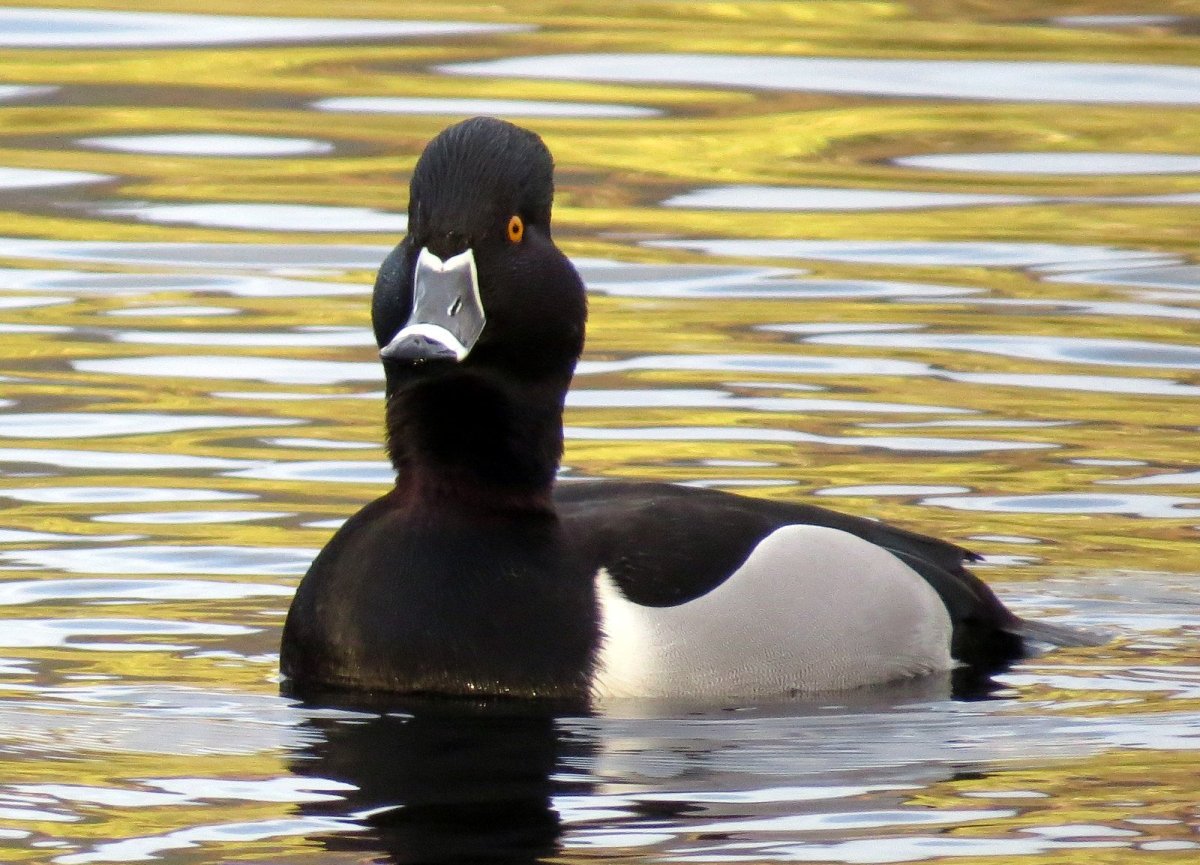 Утка черная кряква