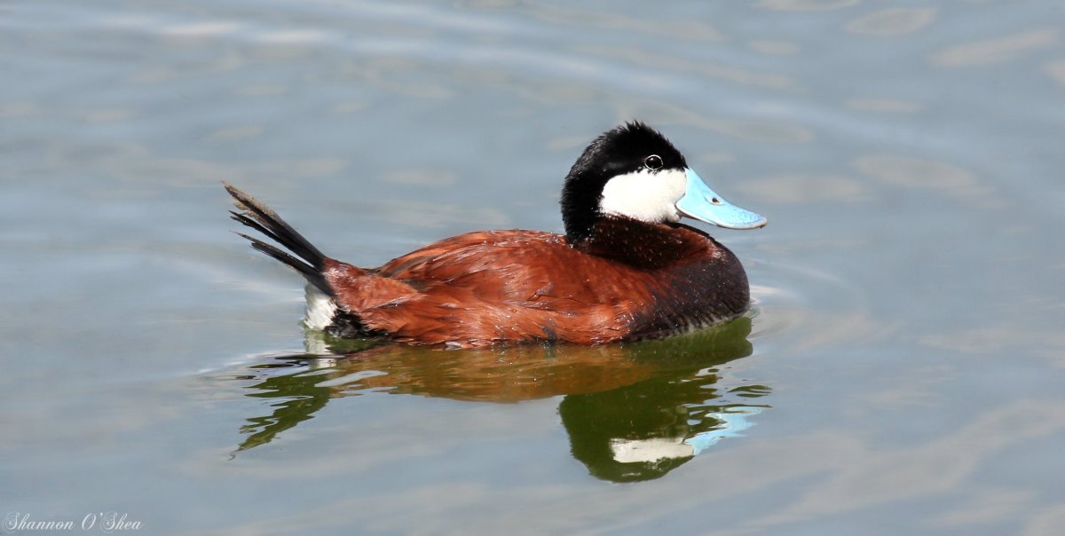 Утка нырок черная с белой грудкой