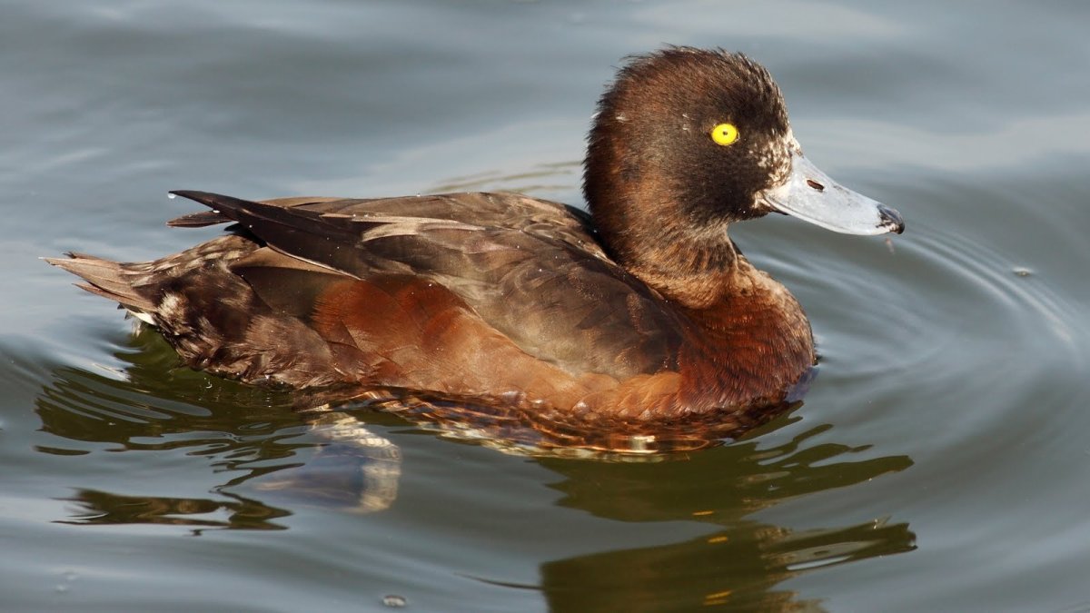 Коричневая утка кряква