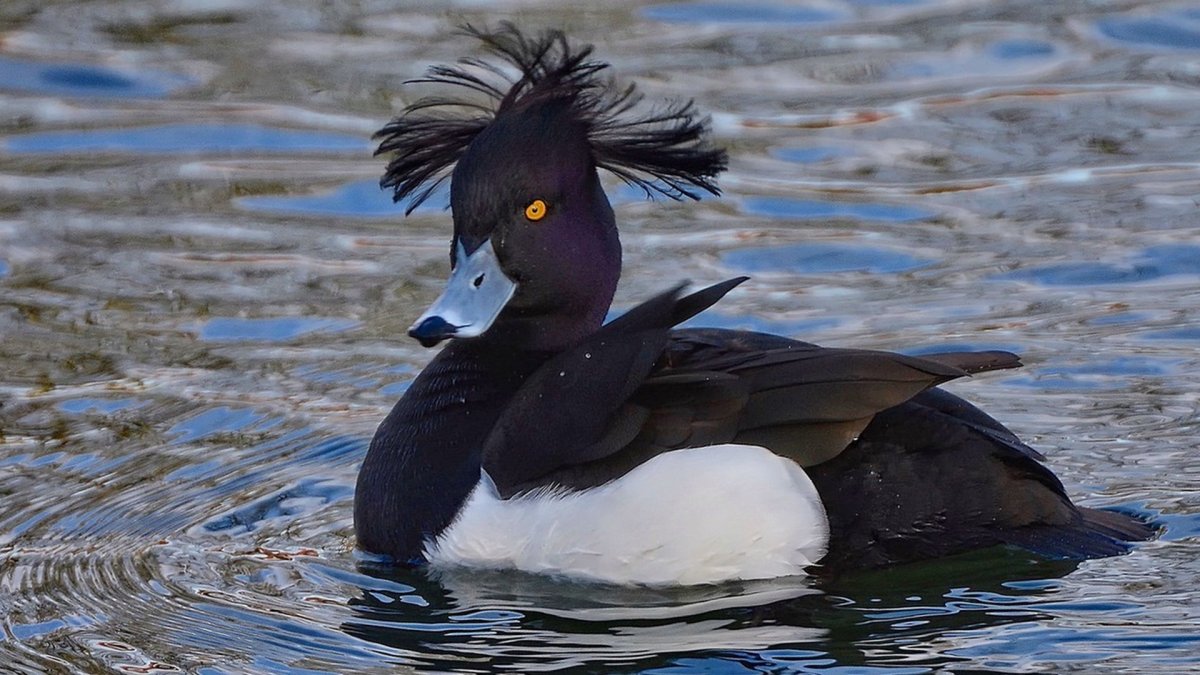 Чернеть хохлатая утка