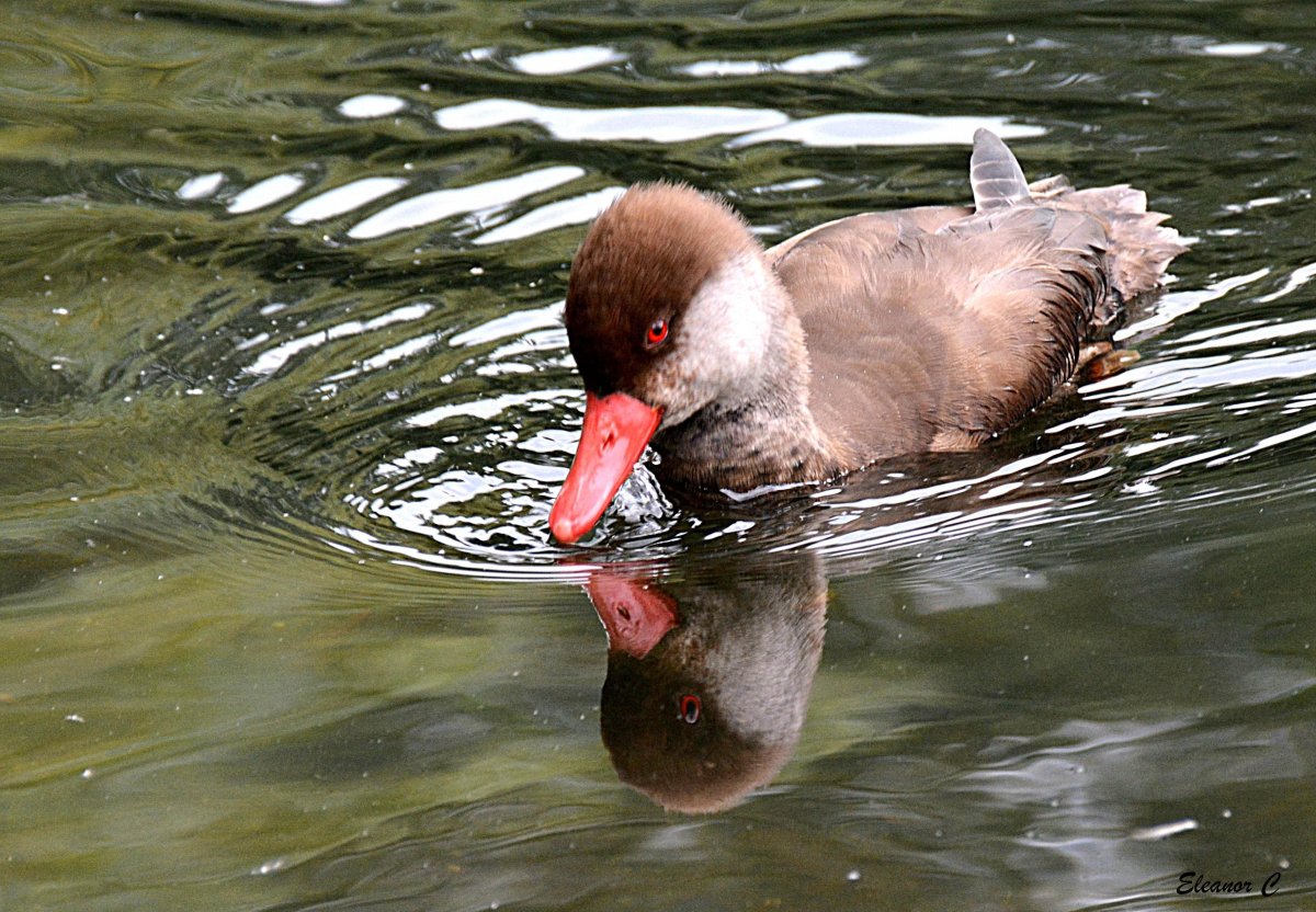 Утка КРАСНОКЛЮВИК