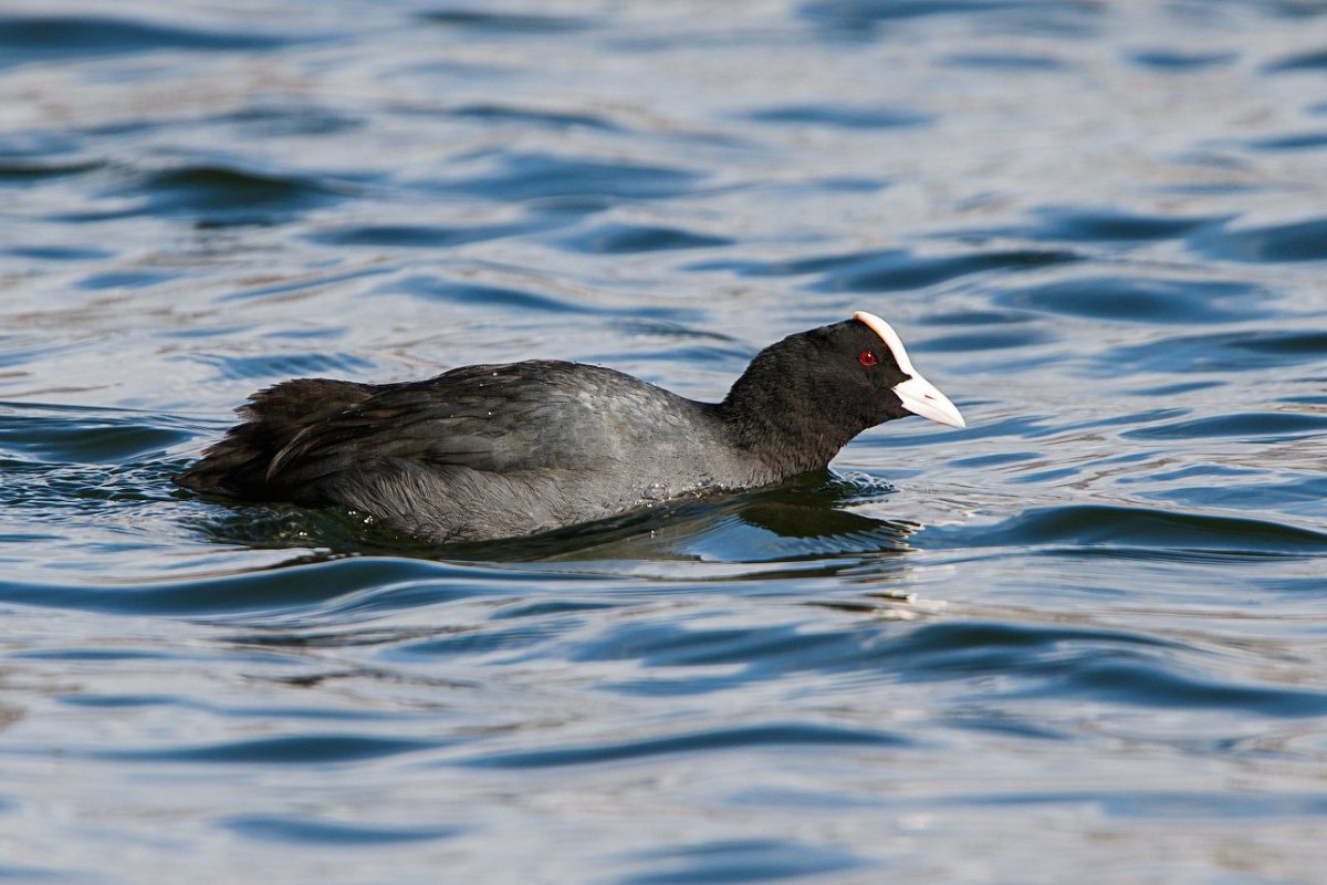 Лысухи водоплавающей птицы