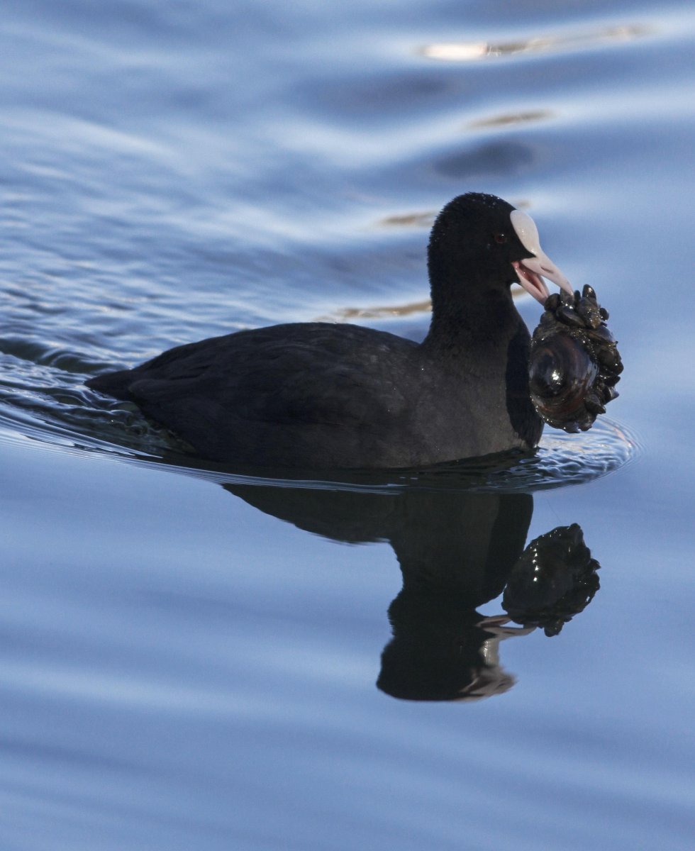 Болотная Курочка лысуха