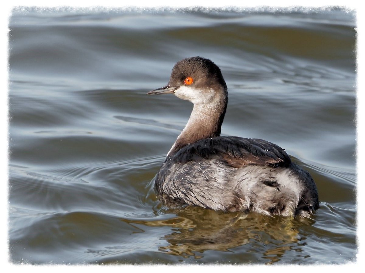 Нырки птицы водоплавающие