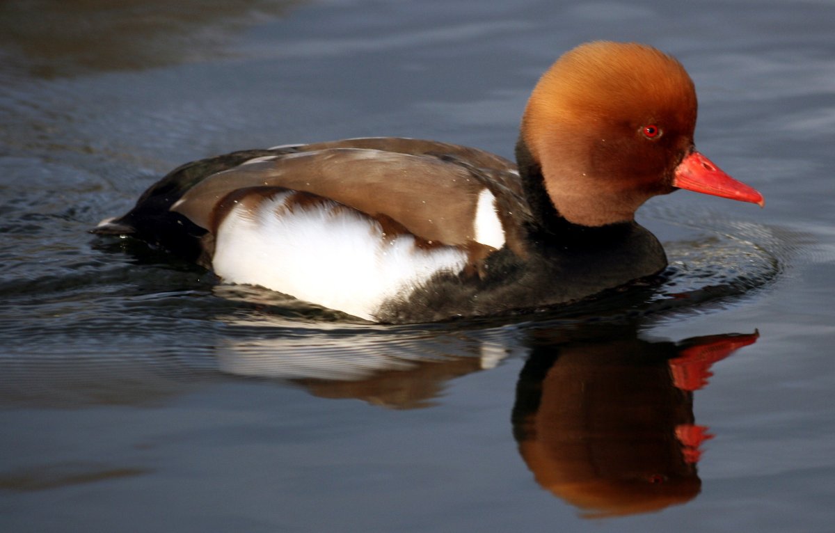 Утка с треугольным клювом