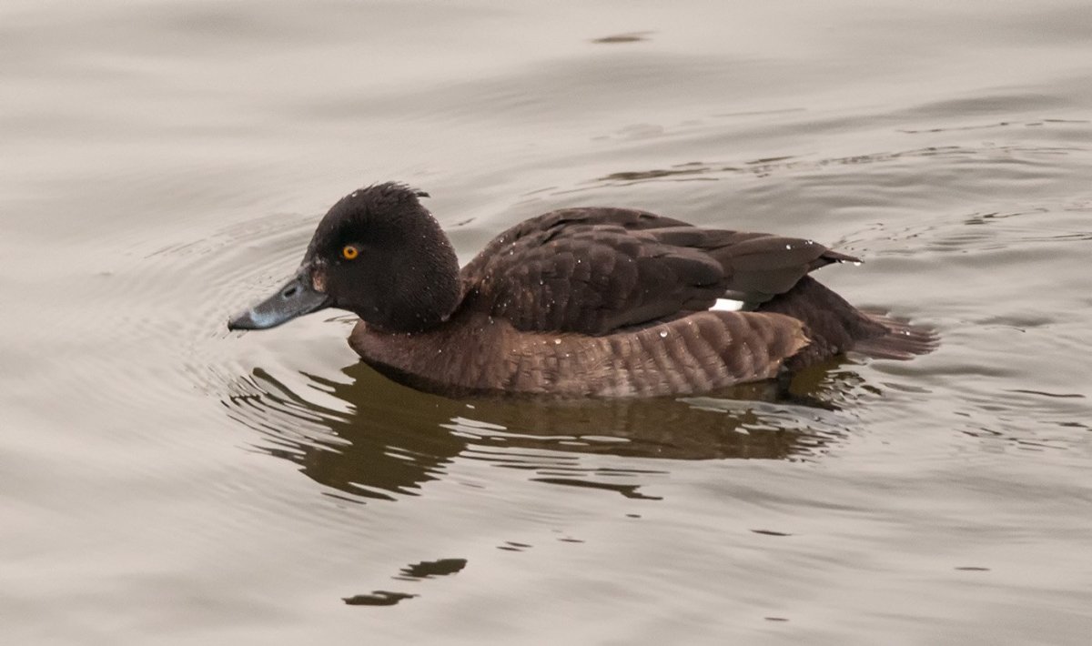 Хохлатый нырок