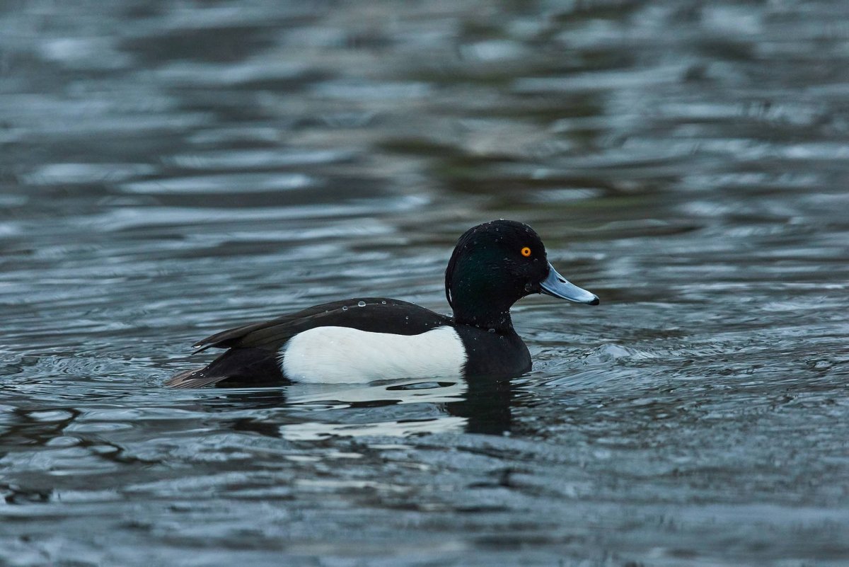 Хохлатая чернеть птица