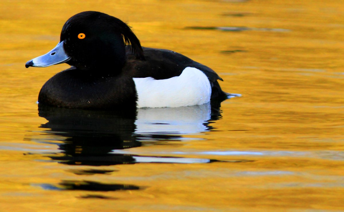Берберийская утка