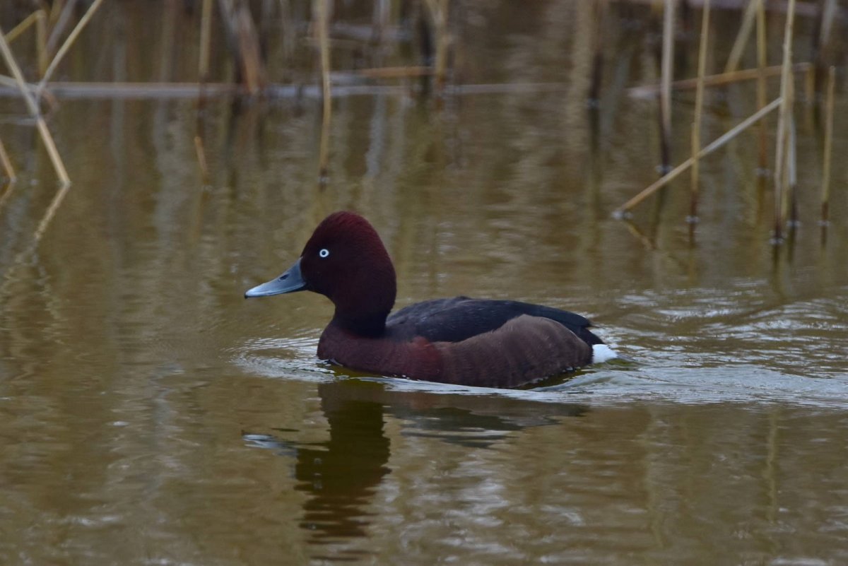 Нырок чернеть