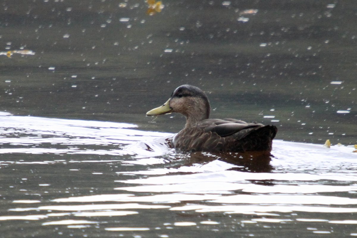 Чёрная кряква речные утки