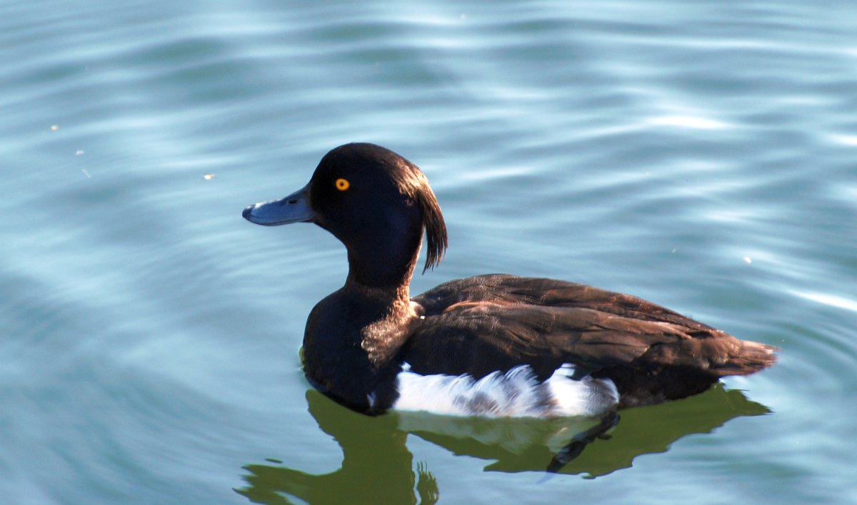 Утка с голубым клювом