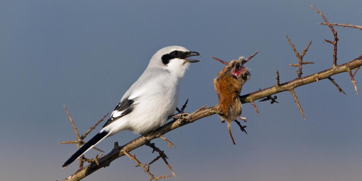 Птица Мясник сорокопут